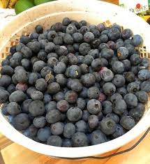 SC Publix stores issue new mass recall of berries that caused E. coli outbreak