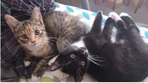 We did not find results for: Companion Pet Care Services St Ives Cambridgeshire Pe27 5na