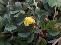 Image result for Chamaecrista wittei