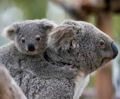 Koala natively belongs to australia's natural habitat (queensland and victoria). Koala San Diego Zoo Kids