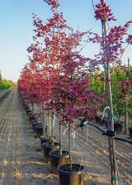 Don also gives some information on this magnificent tree. Tricolor Beech Tree Garden Gate Nursery