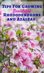We did not find results for: Rhododendron Care How To Grow Beautiful Rhododendrons And Azaleas Gardening From House To Home