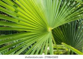 Image result for Arecaceae