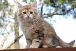 Siberian Cat Cat Breeders: California - KittySites.Com