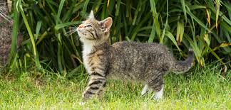 Die besten tipps, um katzen aus dem garten zu vertreiben. Katzen Aus Dem Garten Vertreiben Hier Lesen Welche 4 Tricks Helfen