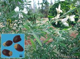 Tagasaste Or Tree Lucerne Drought Tolerant Evergreen Tree With Deep Taproots Able To Access Water Even In Dry Summers Providing Valuable Fodder Pinteres