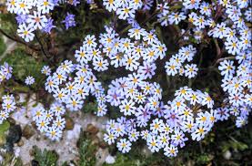 Image result for Ornithogalum flexuosum