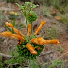 Image result for Leonotis ocymifolia