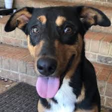 With dogvacay, your pet always stays with a trusted sitter in a safe, cozy home. Dogs For Adoption Near Keene Nh Petfinder
