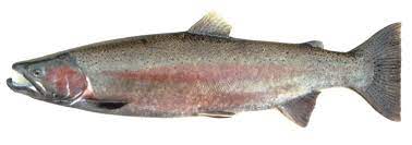 Simply Affordable Try Steelhead Trout As Salmon Alternative Oregonlive Com