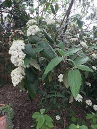 Examine the overall condition of the leatherleaf viburnum shrub in early spring once winter cold and frosts no longer threaten. Drooping Leather Leaf Viburnum 556022 Ask Extension