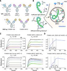 Trojan horse, or trojan, is a type of malicious code or software that can take control of your computer. A Trojan Horse Bispecific Antibody Strategy For Broad Protection Against Ebolaviruses Science