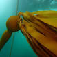Sequoias of the Sea Film Screening at Rivian South event image