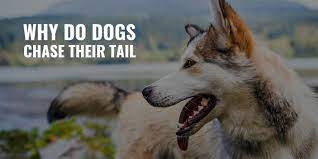 Why Do Dogs Chase Their Tail Is It Normal Health Meanings Faq
