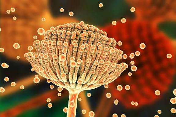 Aflatoxin B1-Lysine Analysis for Public Health Studies