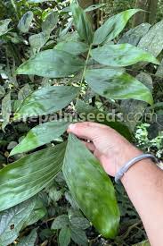 Image result for Chamaedorea oblongata