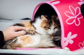 Gegen welche krankheiten gibt es katzenimpfungen? Preise Beim Tierarzt Was Kosten Die Impfungen Fur Meine Katze