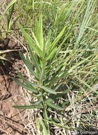 Image result for Ozoroa nigricans