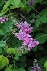 Image result for Indigofera melanadenia