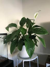 Check spelling or type a new query. Big Peace Lily Seems Droopy She Gets Indirect Light And I Try Not To Overwater But She Doesn T Seem Happy Help Plantclinic
