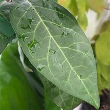 Image result for Rothmannia globosa