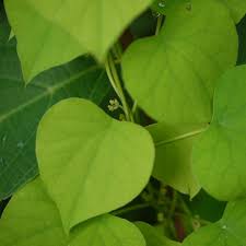 Image result for Cissampelos