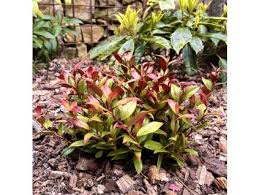 Image result for Pieris japonský debutante obrázek