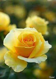 My Favourite Colour Rose Beautiful Beautiful Roses Yellow Roses Rose Flower