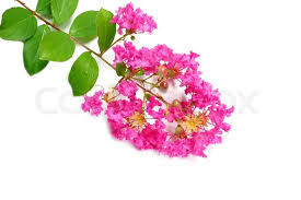 We did not find results for: Crape Myrtle Flowers Lagerstroemia Stock Image Colourbox