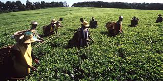 The coffee plantation farmfeatures coffee trees over 100 years old, a coffee processing facility, a small coffee roasting machine for sampling as well as a kenyan aa coffee: Coffee Here Are The 5 Types Of Coffees You Must Try