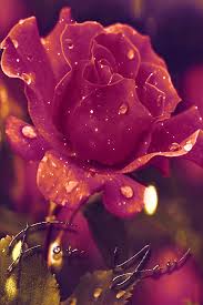 Jahangir Alam Roses Gif Beautiful Flowers Pictures Beautiful Rose Flowers