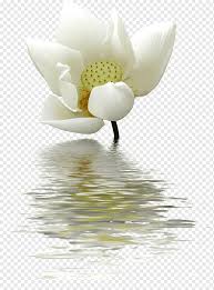 Your source for designer wallpaper and designer fabric. White Lotus Under Body Of Water Art Nelumbo Nucifera Water Lily White Flower Lotus Pattern White Geometric Pattern Computer Wallpaper Png Pngwing