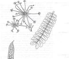 Image result for Albizia gummifera