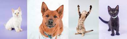 Tri County Humane Society Adoptable Animals