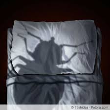 Ungeziefer im schlafzimmer | braune käfer im haus welches ungeziefer lebt bei mir im bett und wie werde ich. Maden Im Bett Was Tun Gegen Wurmer Larven Gartenlexikon De