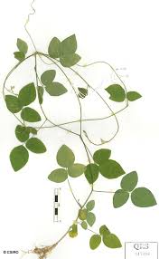 Image result for Neonotonia wightii