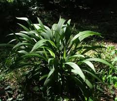 Image result for Setaria poiretiana