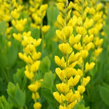 Image result for Indigofera vicioides