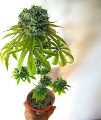 How Long Does It Take To Grow Weed Indoors Grow Weed Easy