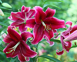 Der standort kann dabei das eigene heim oder gewächshaus sein. Lilien Tipps Zu Standort Und Pflege Sowie Vermehren Und Uberwintern