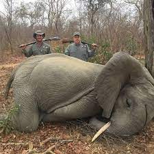 Spencer Garrett On Twitter They Killed A Baby Elephant The Hunting Company Is Charlton Mccallum Hunting Safaris The Owner Is Buzz Charlton The Professional Hunter Is Max Delezenne And The Trophy Hunter