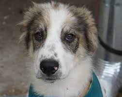 Lustige, süße & coole tiernamen. 2oqwpwjjbtbipm