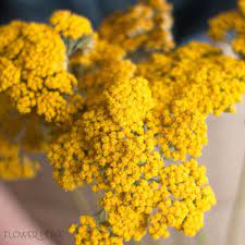 Pin On Texture Flowers