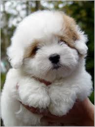 Black And White Coton De Tulear Puppies For Sale Her Name Is Blossom She Is A Coton De Tulear A Breed Of Small Dog Named For The City Of Tulear In Madagasc Cute Animals Coton De Tulear Puppy Cute Puppies