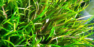 Image result for Blyxa