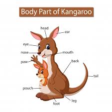 diagram showing body part of kangaroo vector premium download