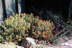 Image result for Justicia rodgersii