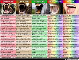 i never get the teeth argument vegan vegetarian vegan