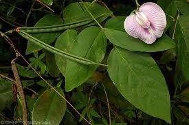 Image result for Centrosema pubescens