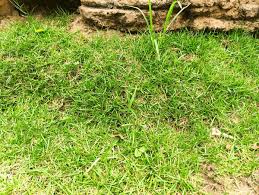 Image result for Cynodon